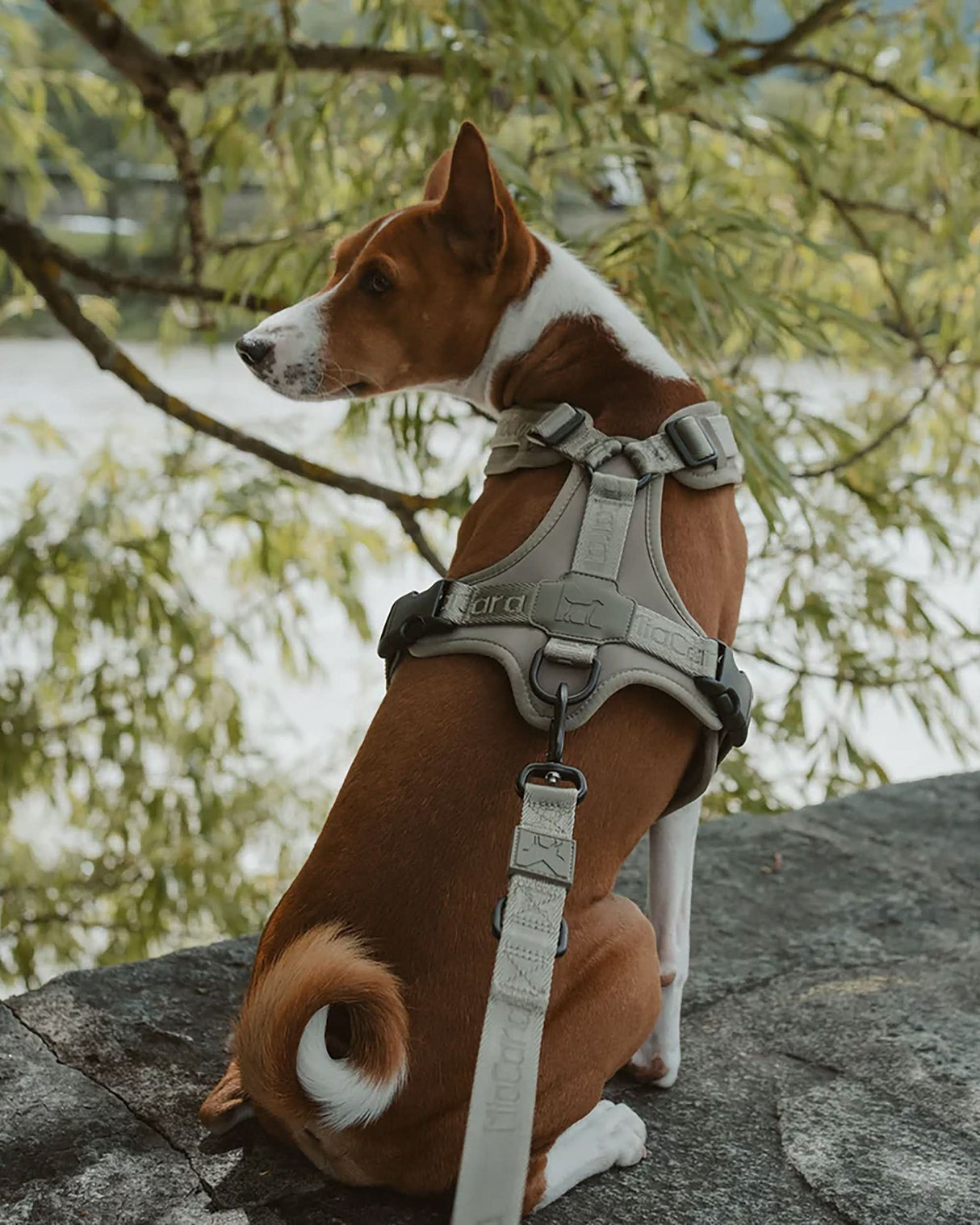 MODENA ADJUSTABLE LEASH | רצועה מתכווננת לכלב