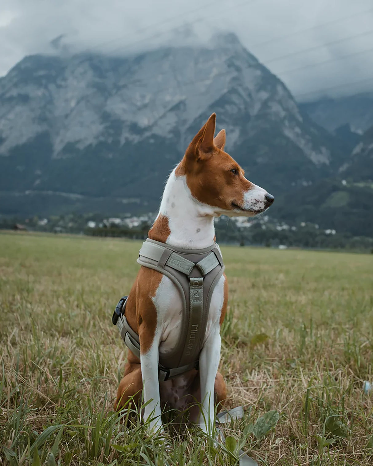 MODENA HARNESS | רתמה לכלב