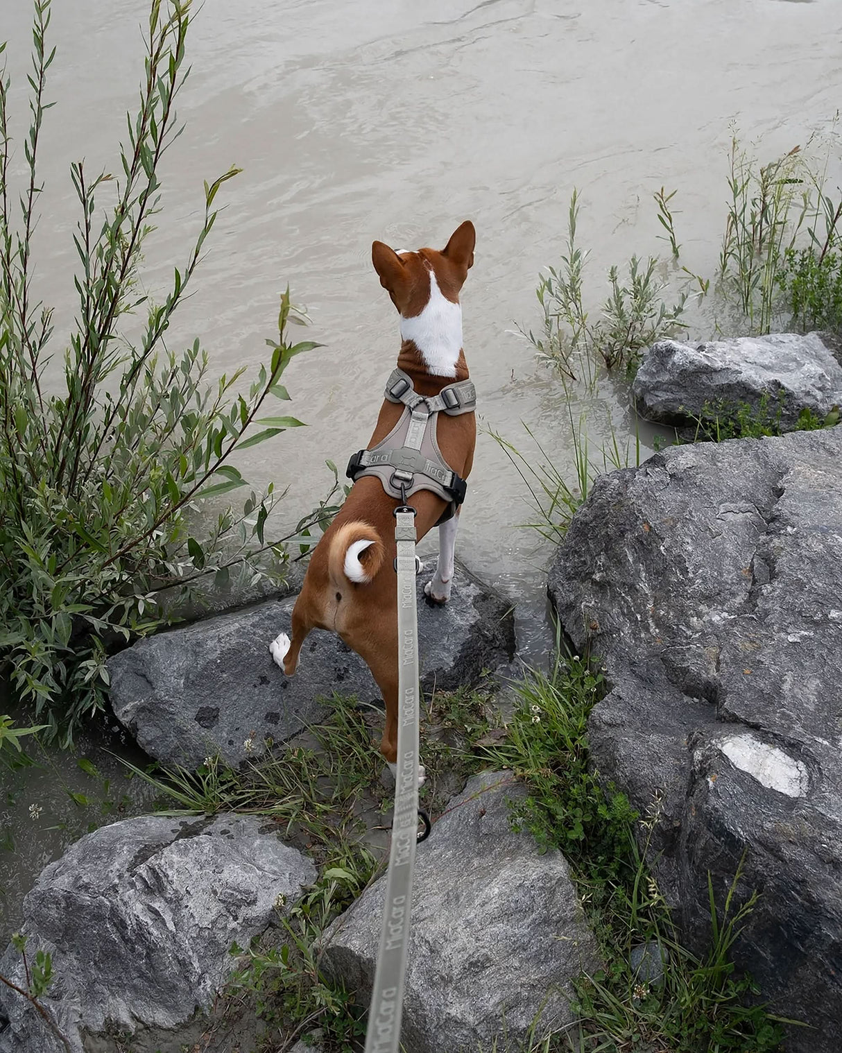 MODENA ADJUSTABLE LEASH | רצועה מתכווננת לכלב