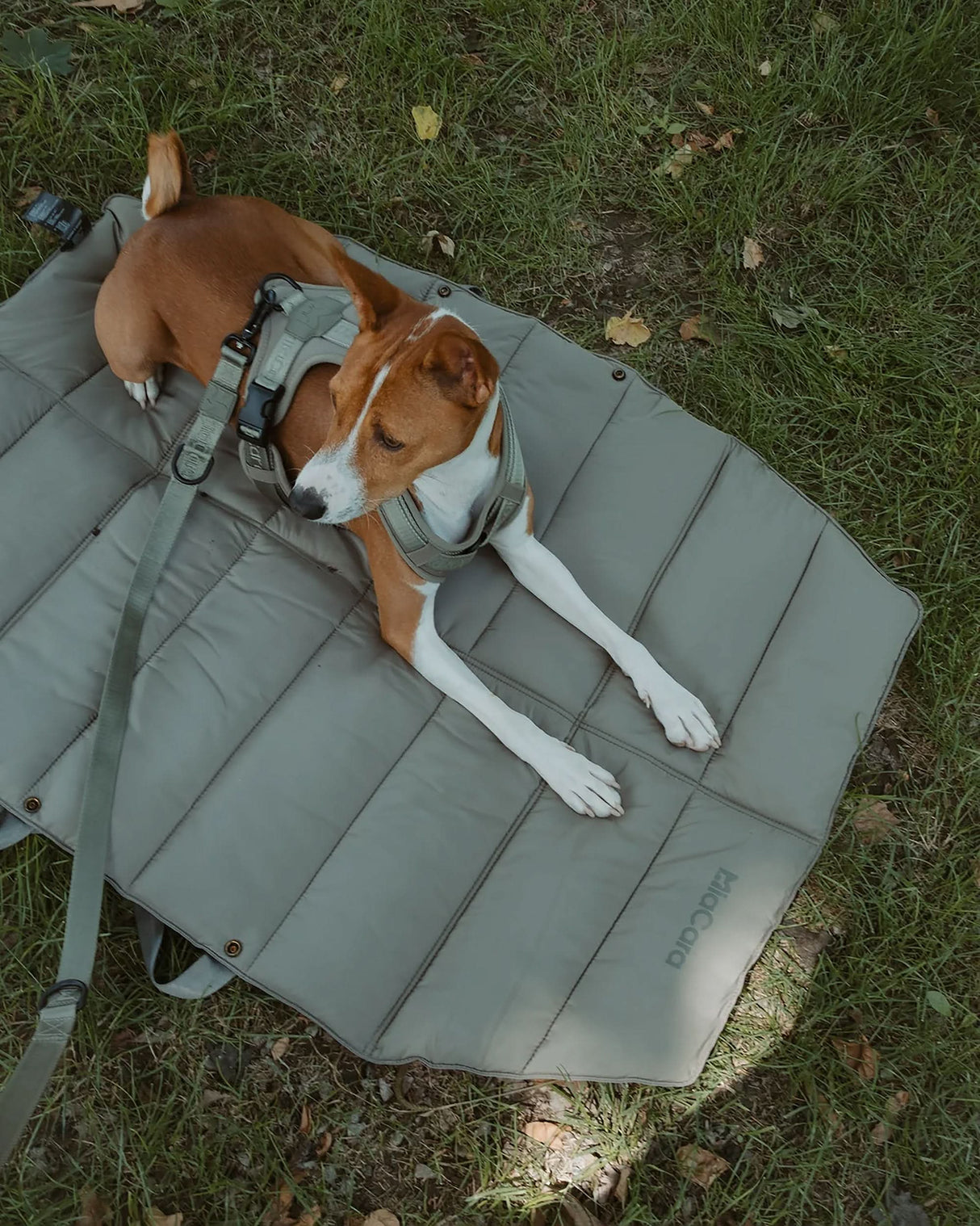 MODENA ADJUSTABLE LEASH | רצועה מתכווננת לכלב