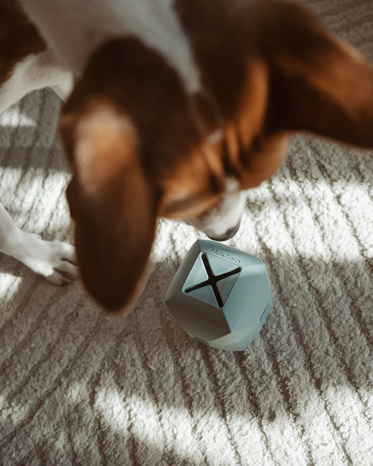 DADO ACTIVITY TOY | צעצוע האכלה אקטיבי לכלב