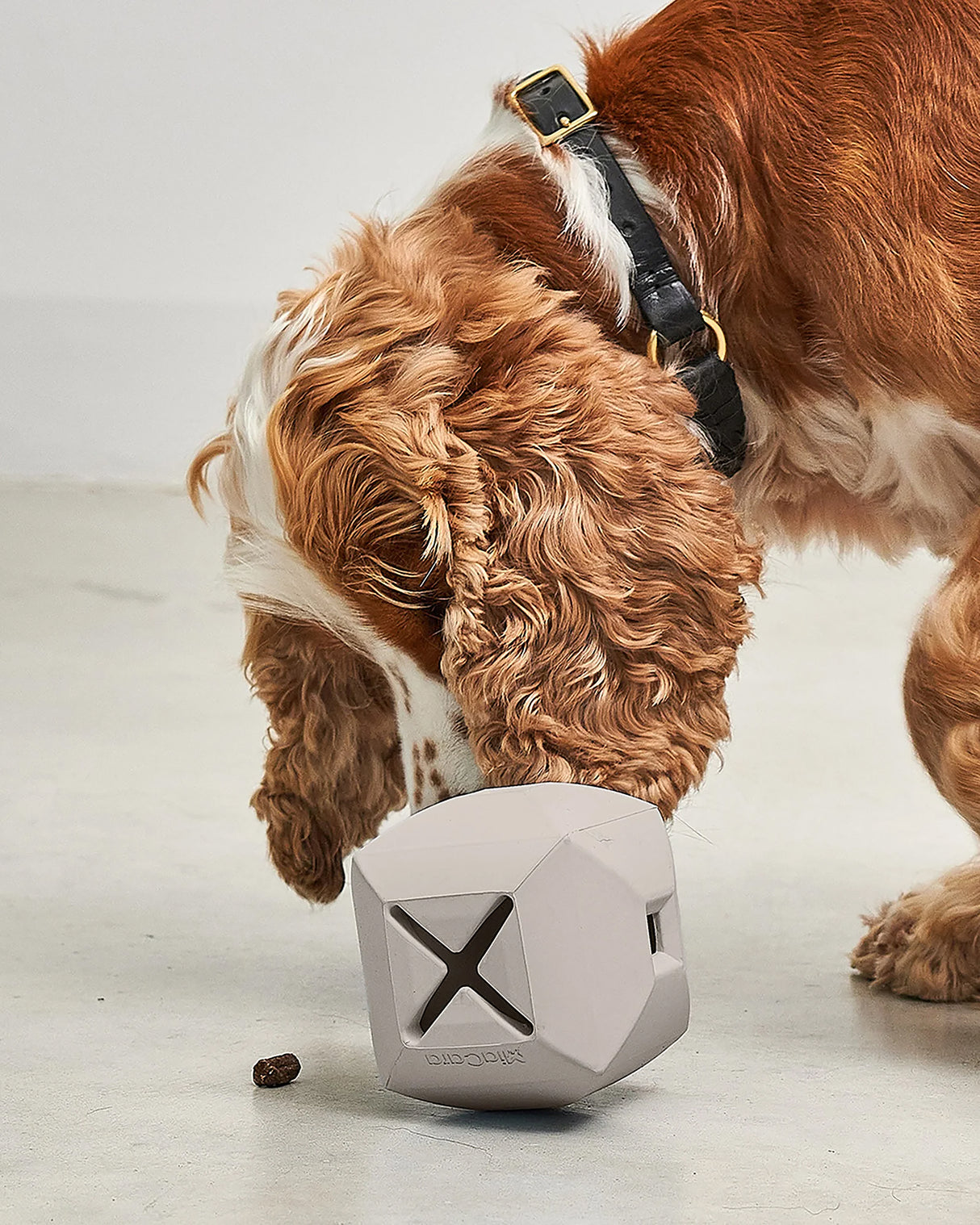 DADO ACTIVITY TOY | צעצוע האכלה אקטיבי לכלב