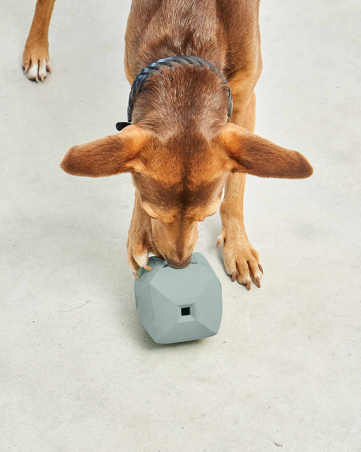 DADO ACTIVITY TOY | צעצוע האכלה אקטיבי לכלב