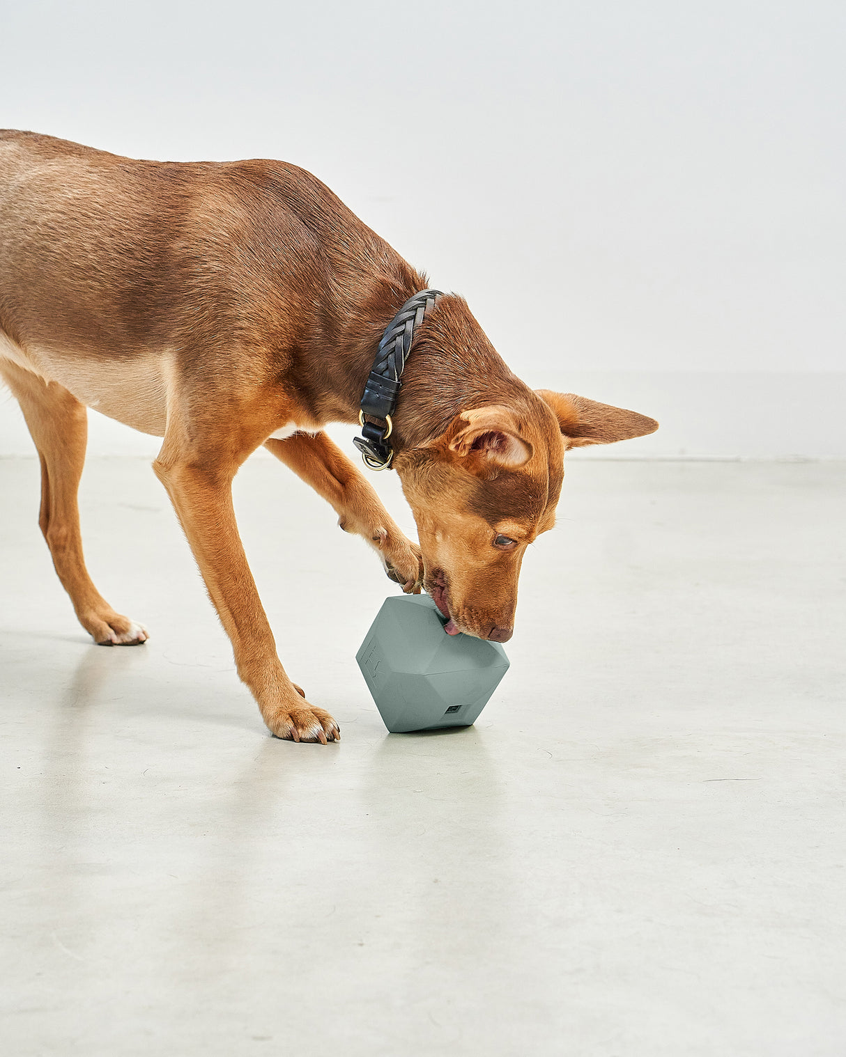 DADO ACTIVITY TOY | צעצוע האכלה אקטיבי לכלב