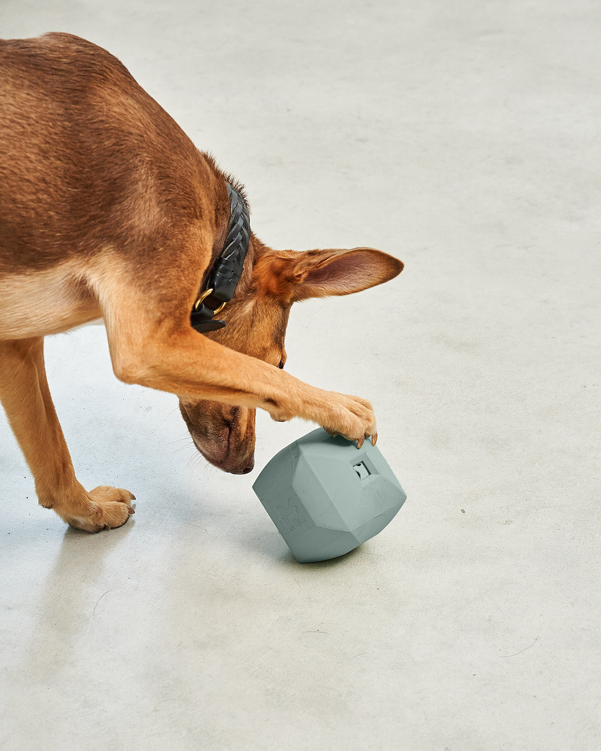 DADO ACTIVITY TOY | צעצוע האכלה אקטיבי לכלב