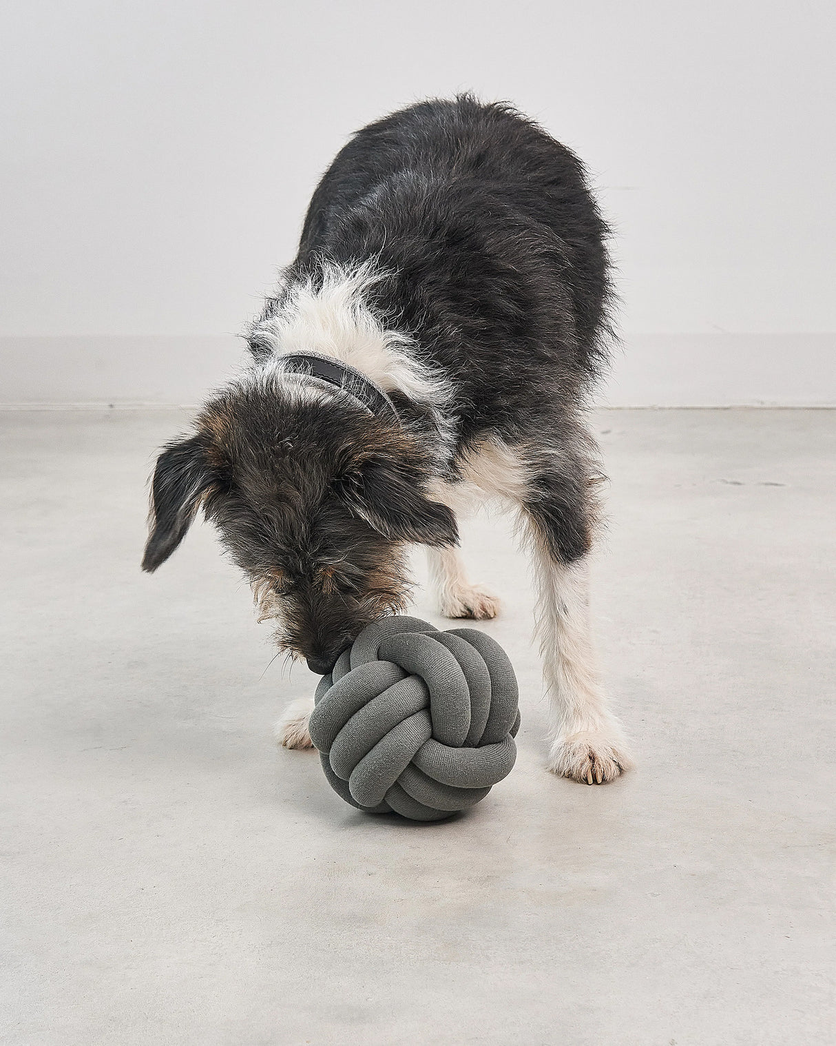 TUBO ACTIVITY TOY | צעצוע הפעלה לכלב