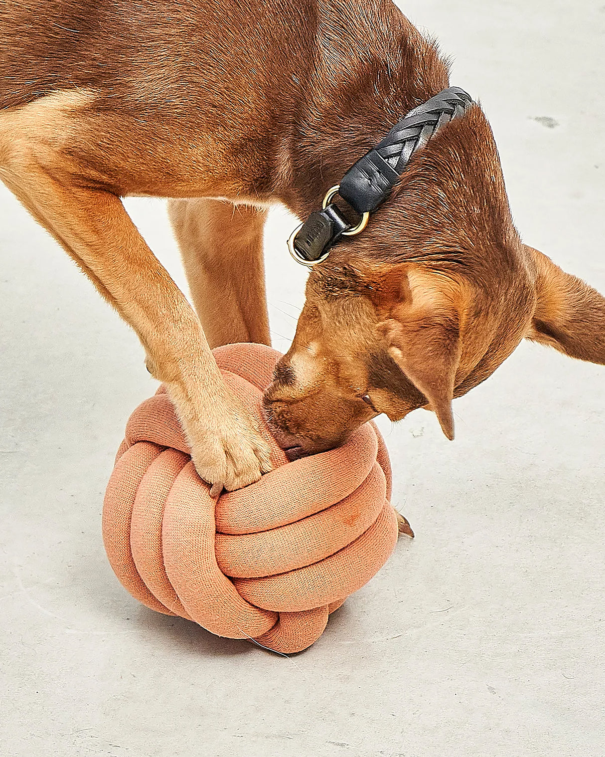 TUBO ACTIVITY TOY | צעצוע הפעלה לכלב