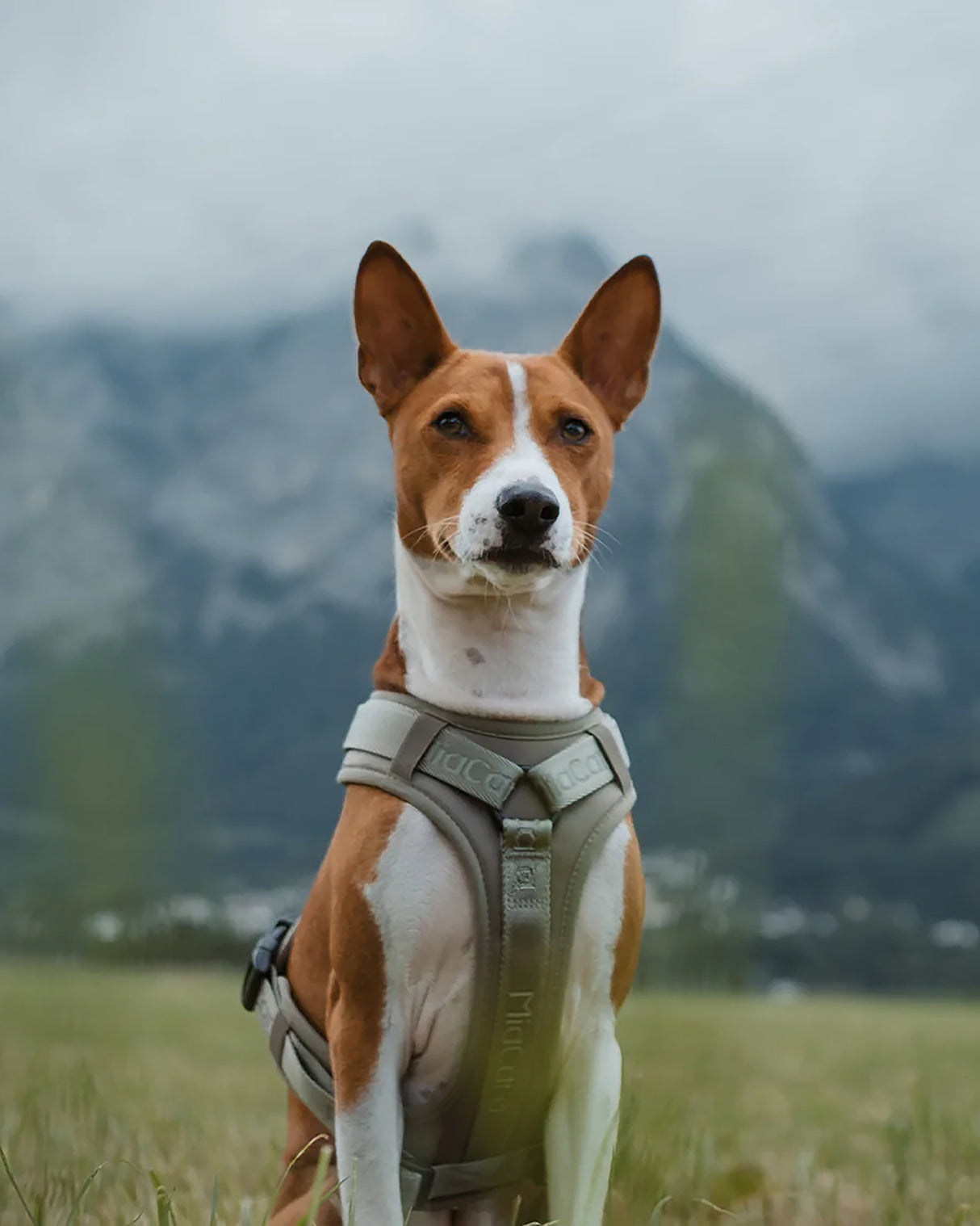 MODENA HARNESS | רתמה לכלב