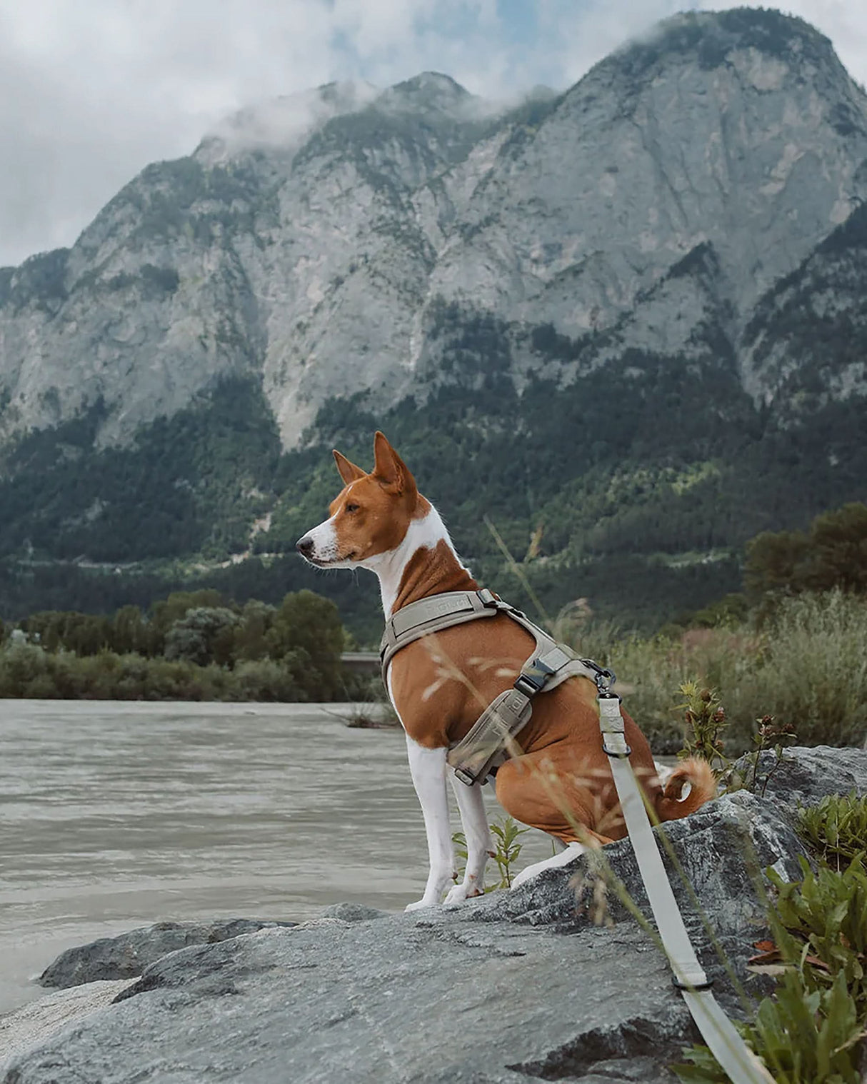 MODENA ADJUSTABLE LEASH | רצועה מתכווננת לכלב