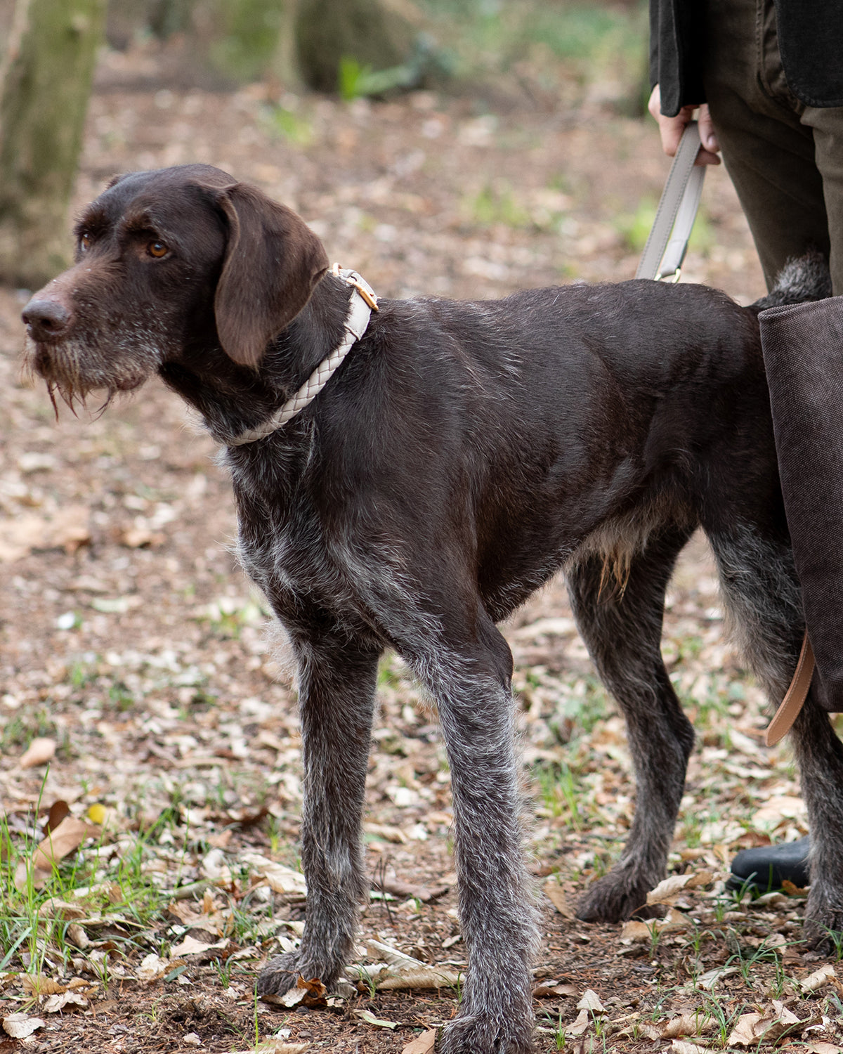 קולר עור לכלבים