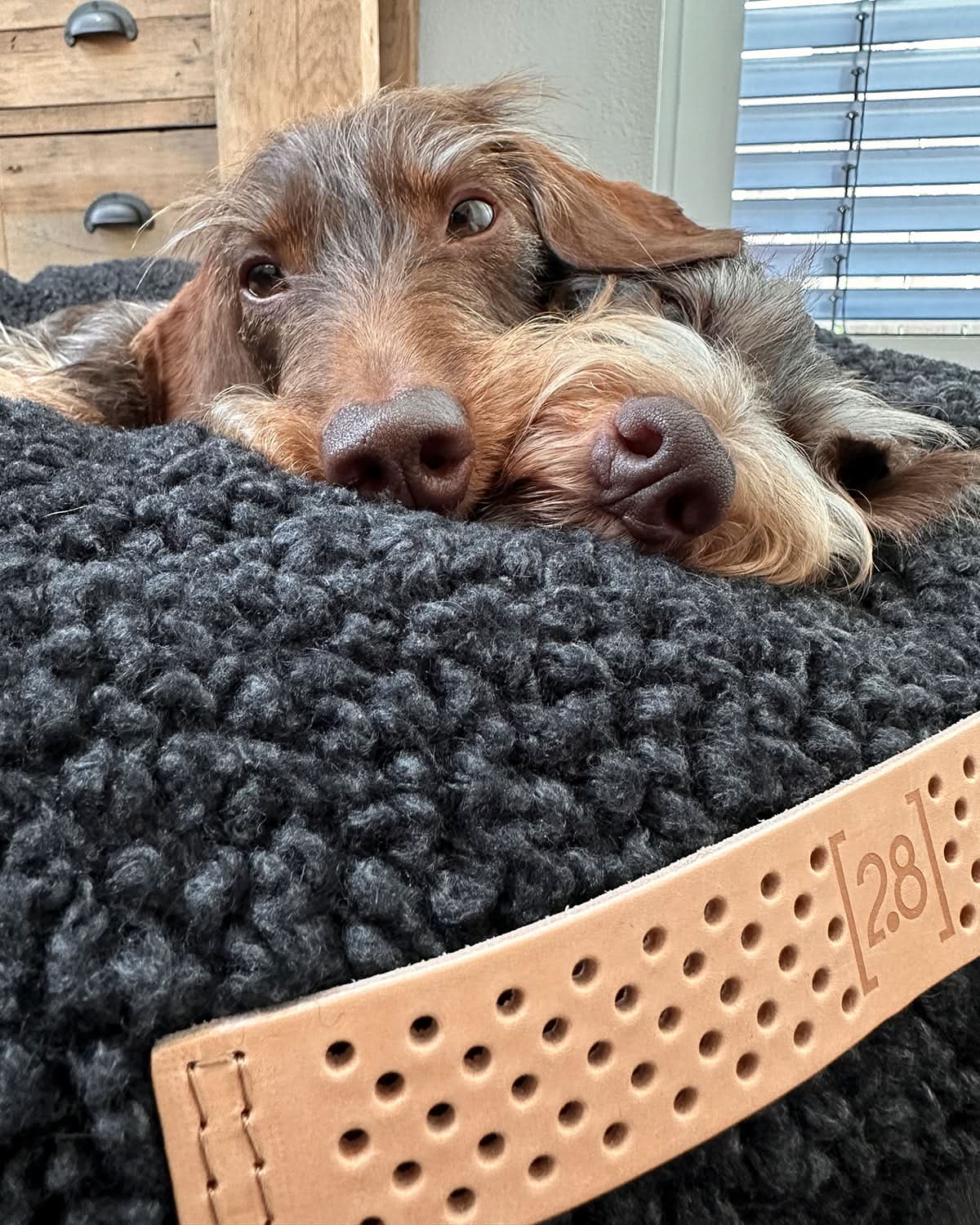 מיטת פוף לכלב