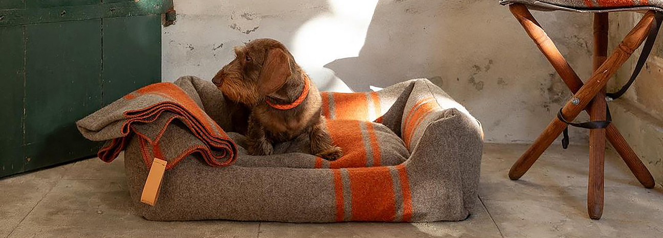 2.8 Design for Dogs