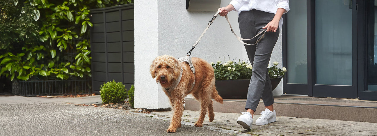 DOGS MUST HAVE