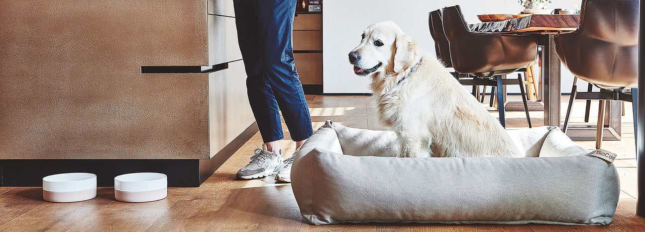 Beautiful Living With Your Dog