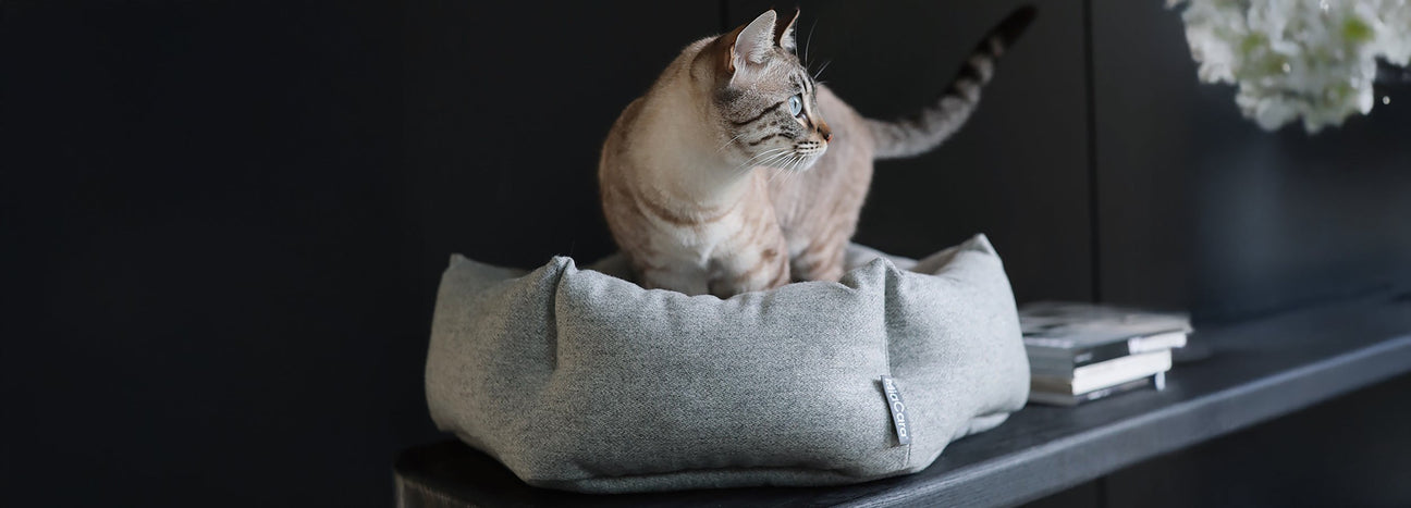 CATS MUST HAVE