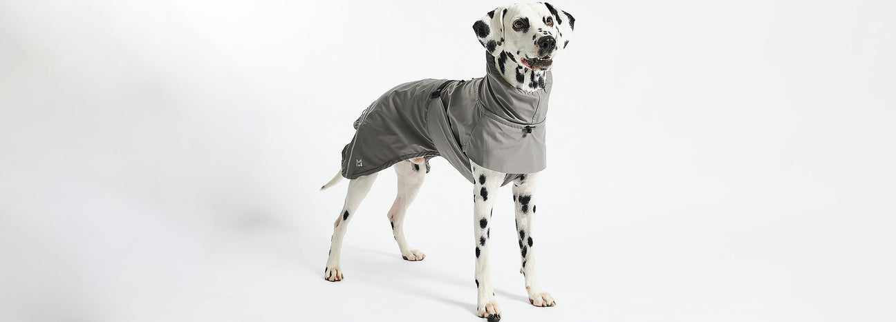 מעילים לכלבים
