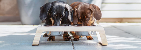 For Two Dogs