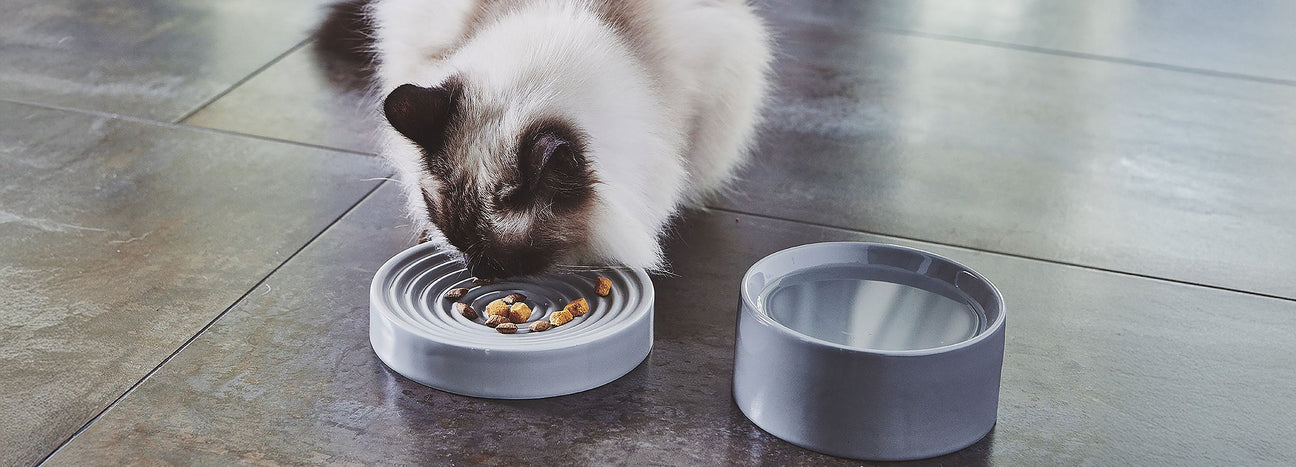 Cats: Final Sale 2025