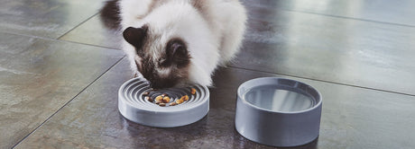 Cats: Last Chance