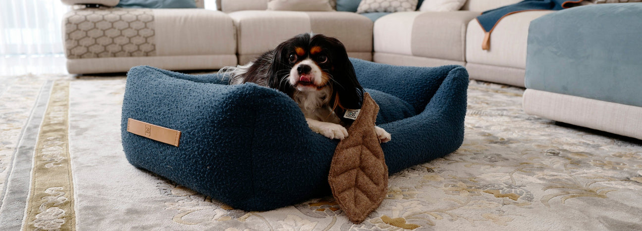 LAST CHANCE FOR DOGS