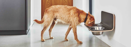 Dogs: Last Chance