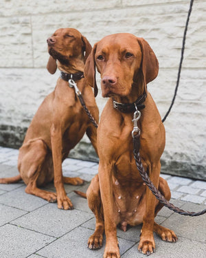 BERGAMO LEATHER COLLAR | קולר עור לכלב