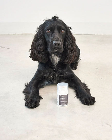 משחה טבעית לכלב לטיפול בכפות רגליים ואף | ZAMPA PAW & NOSE BALM