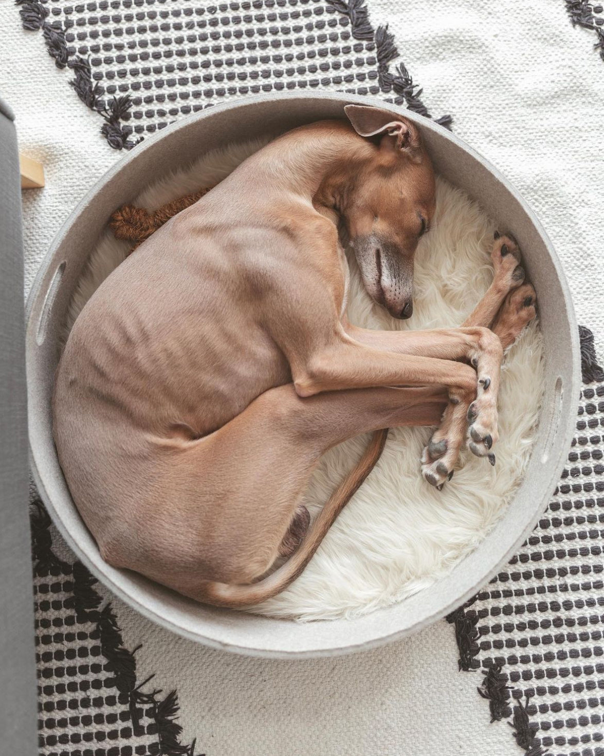 CESTO DOG BASKET | סל צעצועים / מיטה לכלב