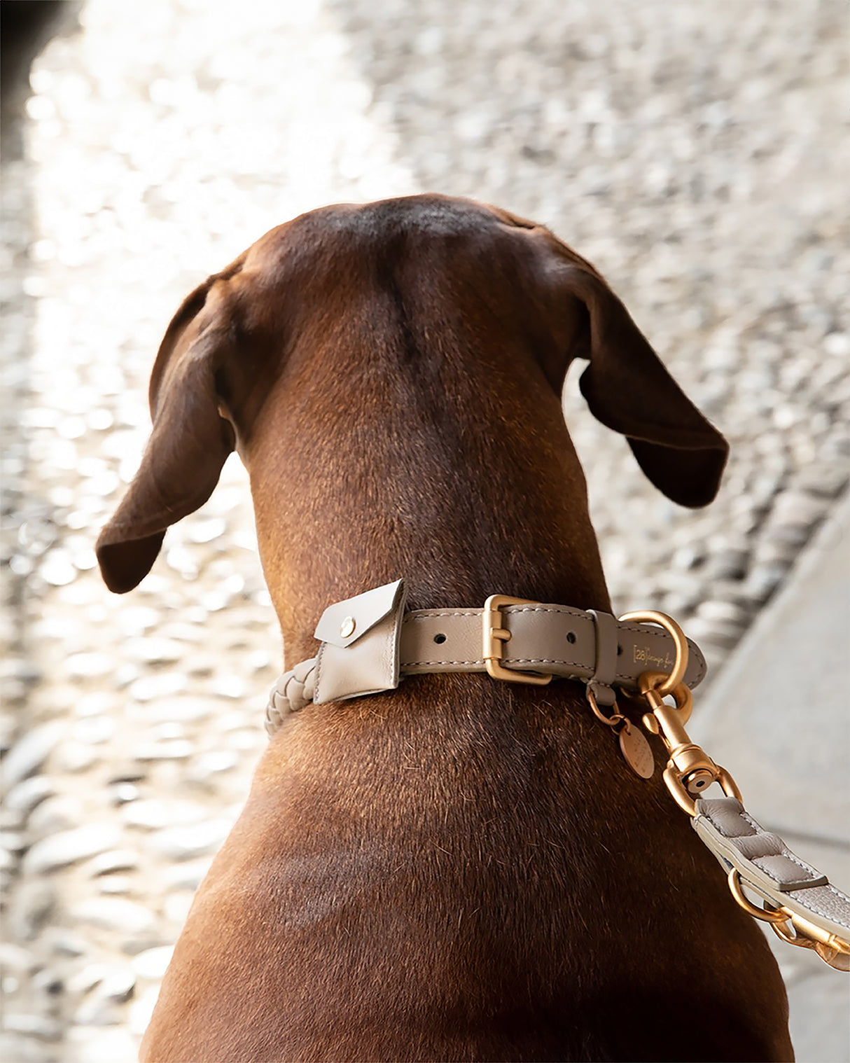 קולר קלוע לכלב מעור נאפה איטלקי | FERDINANDO NAPPA LEATHER COLLAR