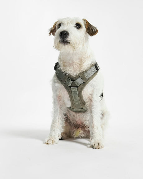 רתמה ארגונומית ומרופדת לכלב | MODENA HARNESS