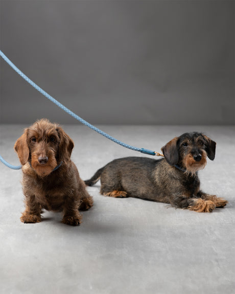  רצועת עור לכלב