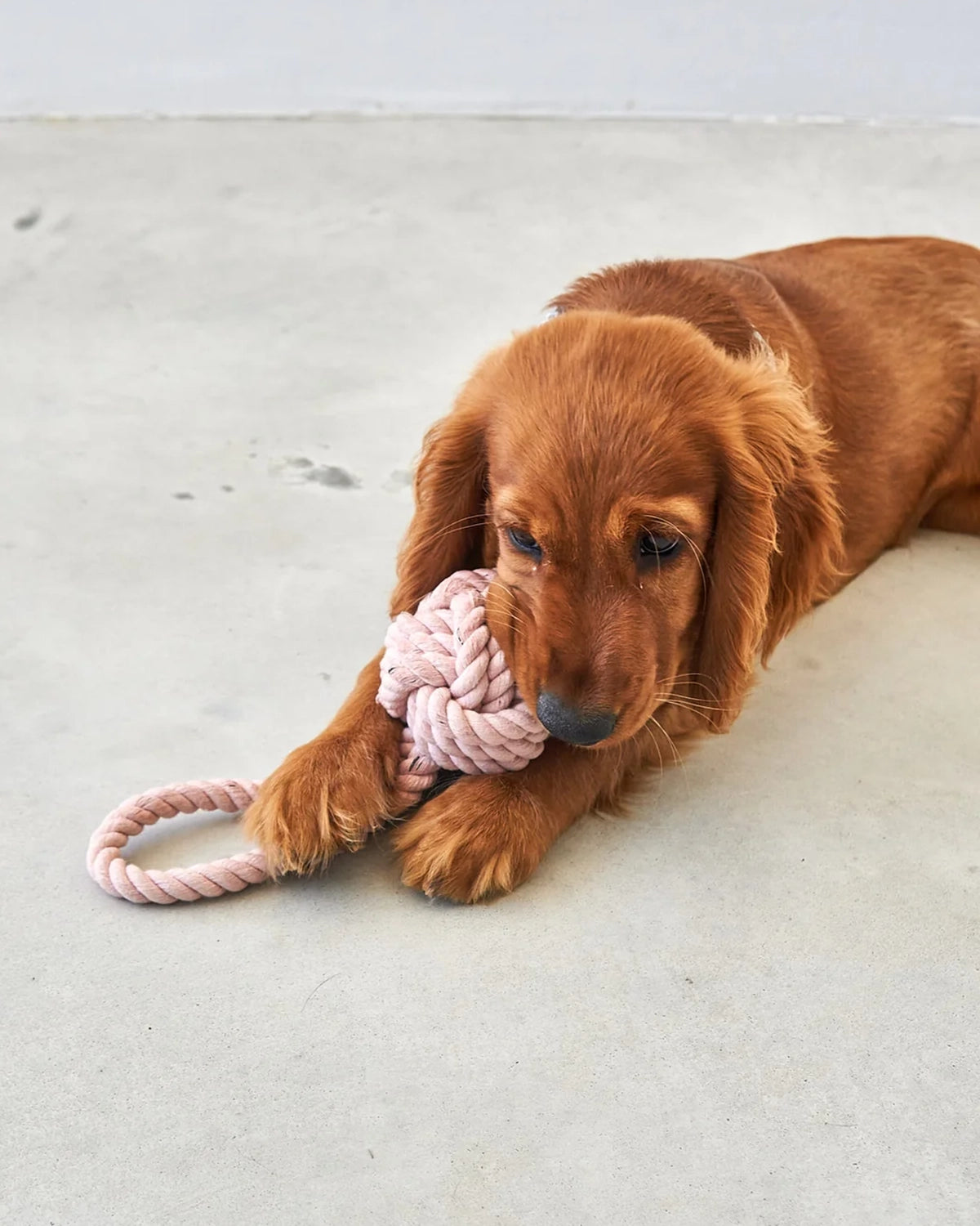 NODO ROPE TOY | חבל משחק