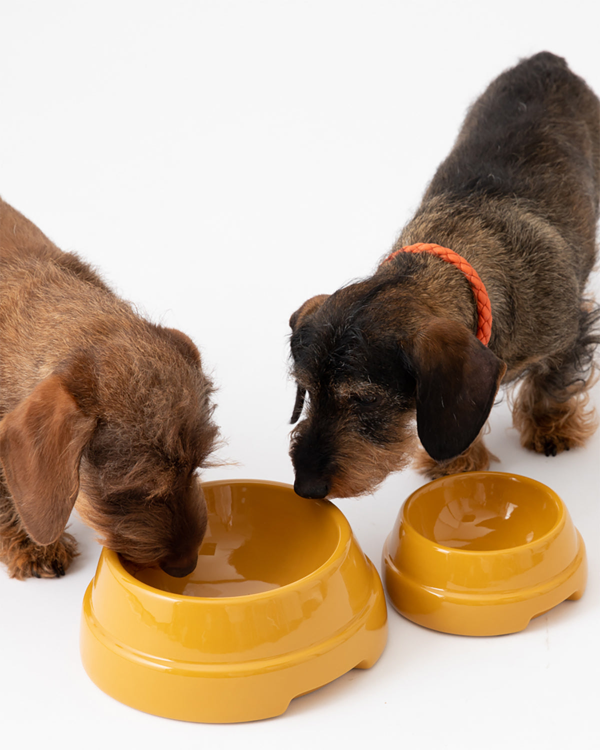 SEBASTIÃO DOG BOWLS |  קערת אוכל לכלבים