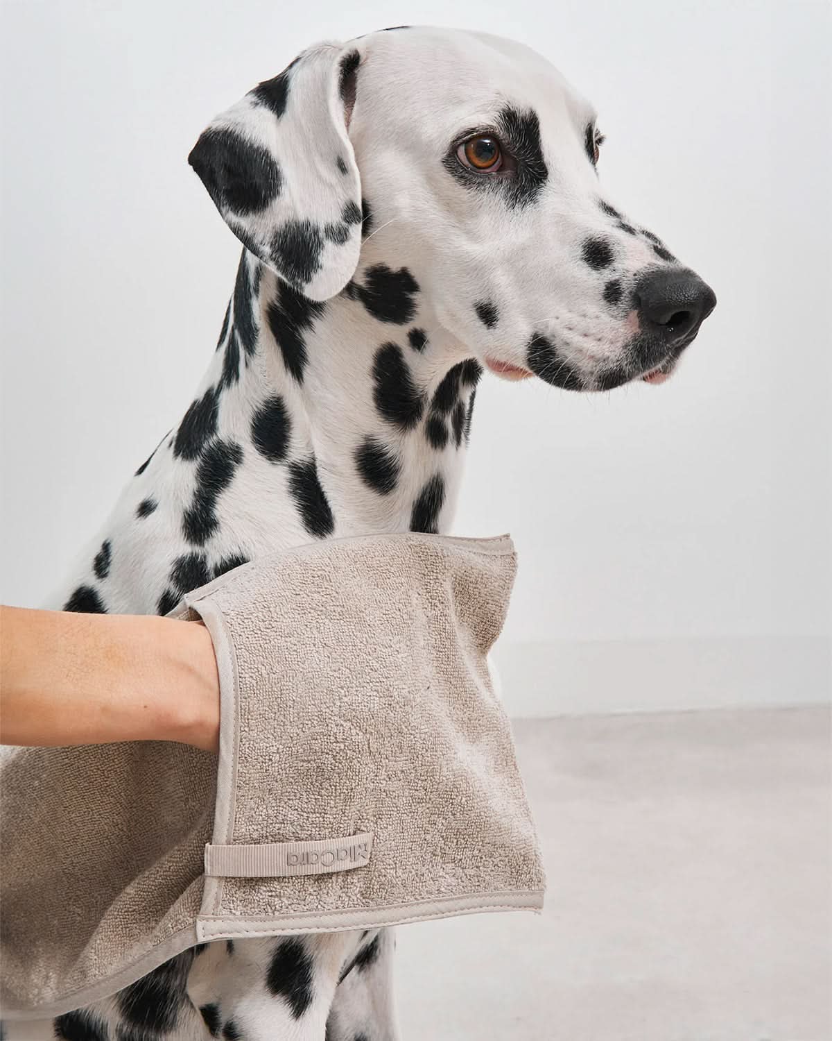 מגבת לכלב מכותנה אורגנית | MANO DOG TOWELS