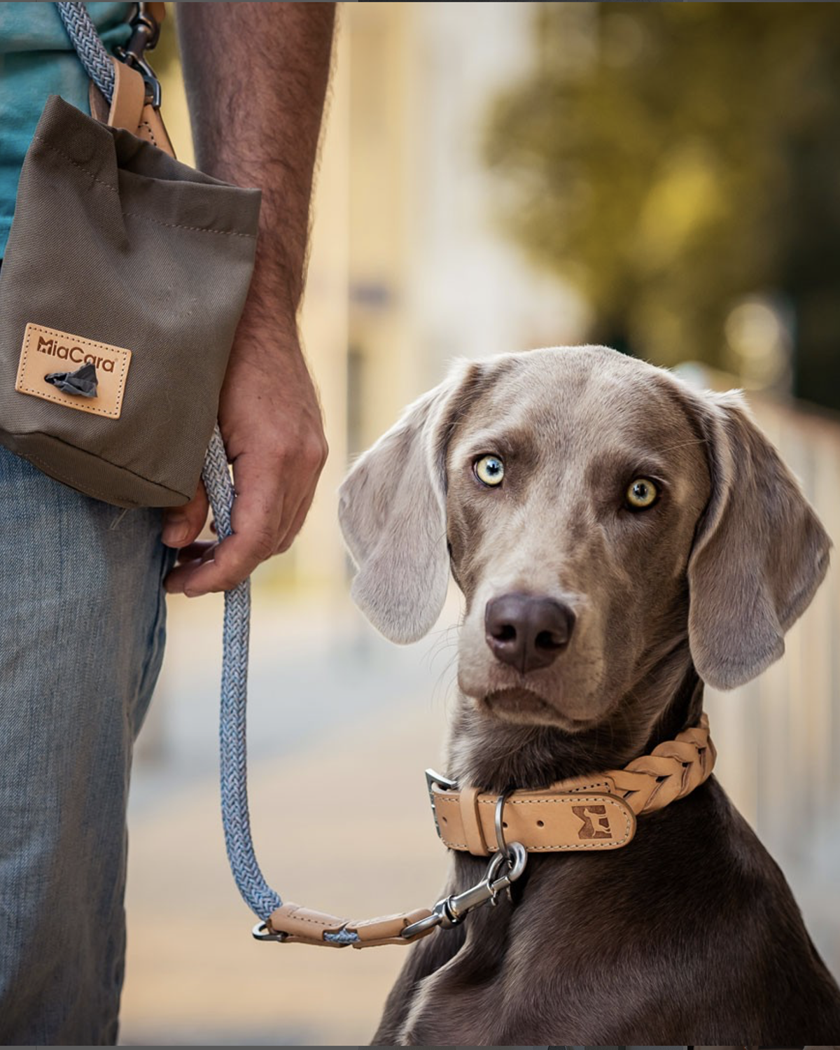 BERGAMO LEATHER COLLAR | קולר עור לכלב