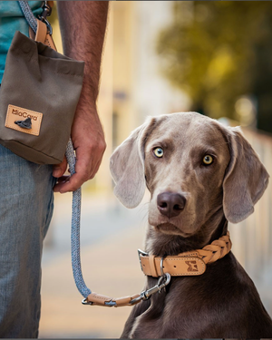 BERGAMO LEATHER COLLAR | קולר עור לכלב