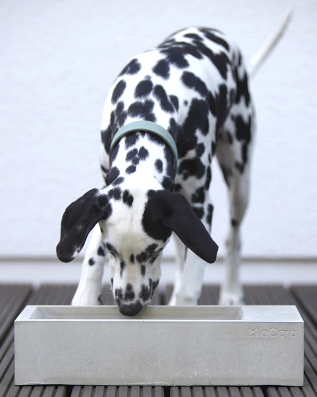 TROGOLO TROUGH |  קערת מים לכלב ולחתול