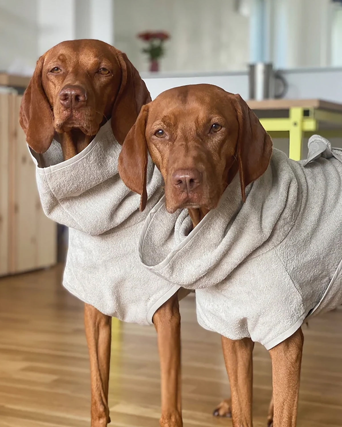 BAGNO DOG BATHROBE | חלוק רחצה לכלב