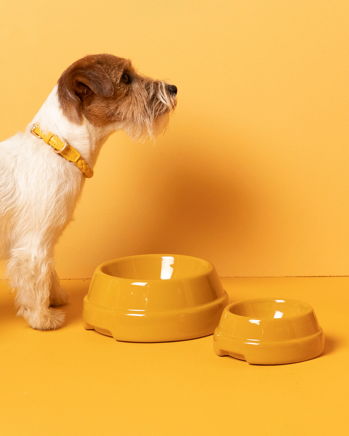 SEBASTIÃO DOG BOWLS |  קערת אוכל לכלבים