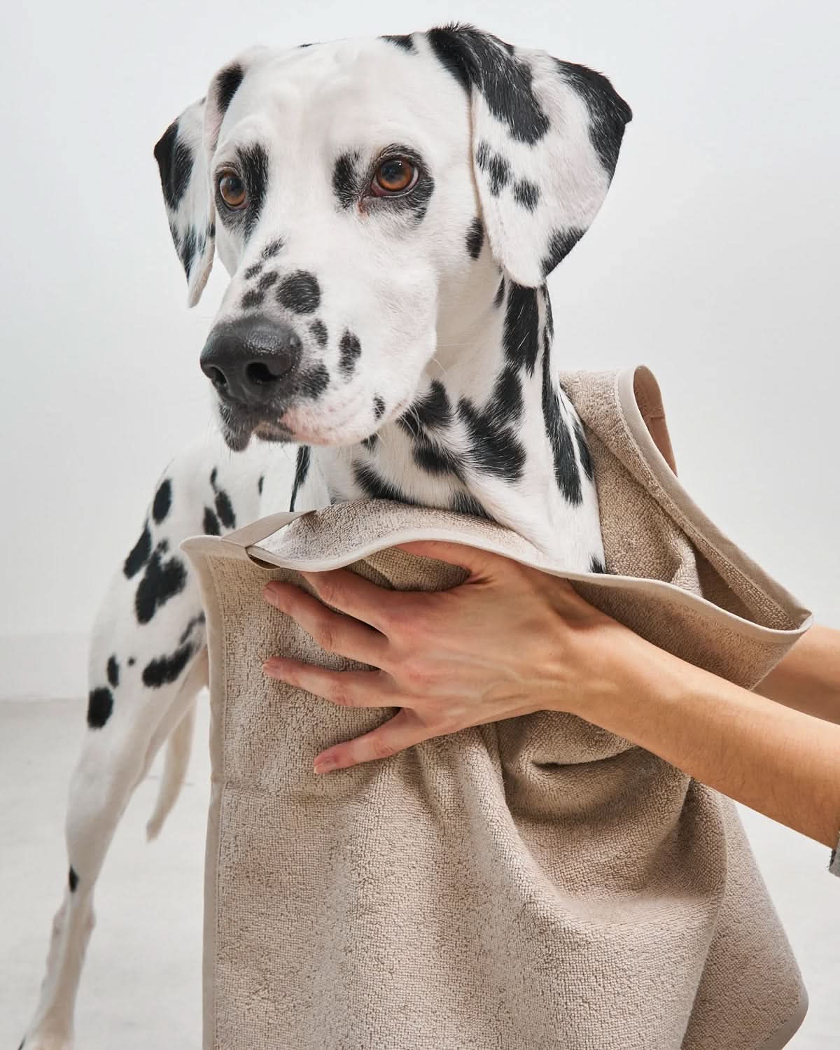 מגבת לכלב מכותנה אורגנית | SECCO DOG TOWELS