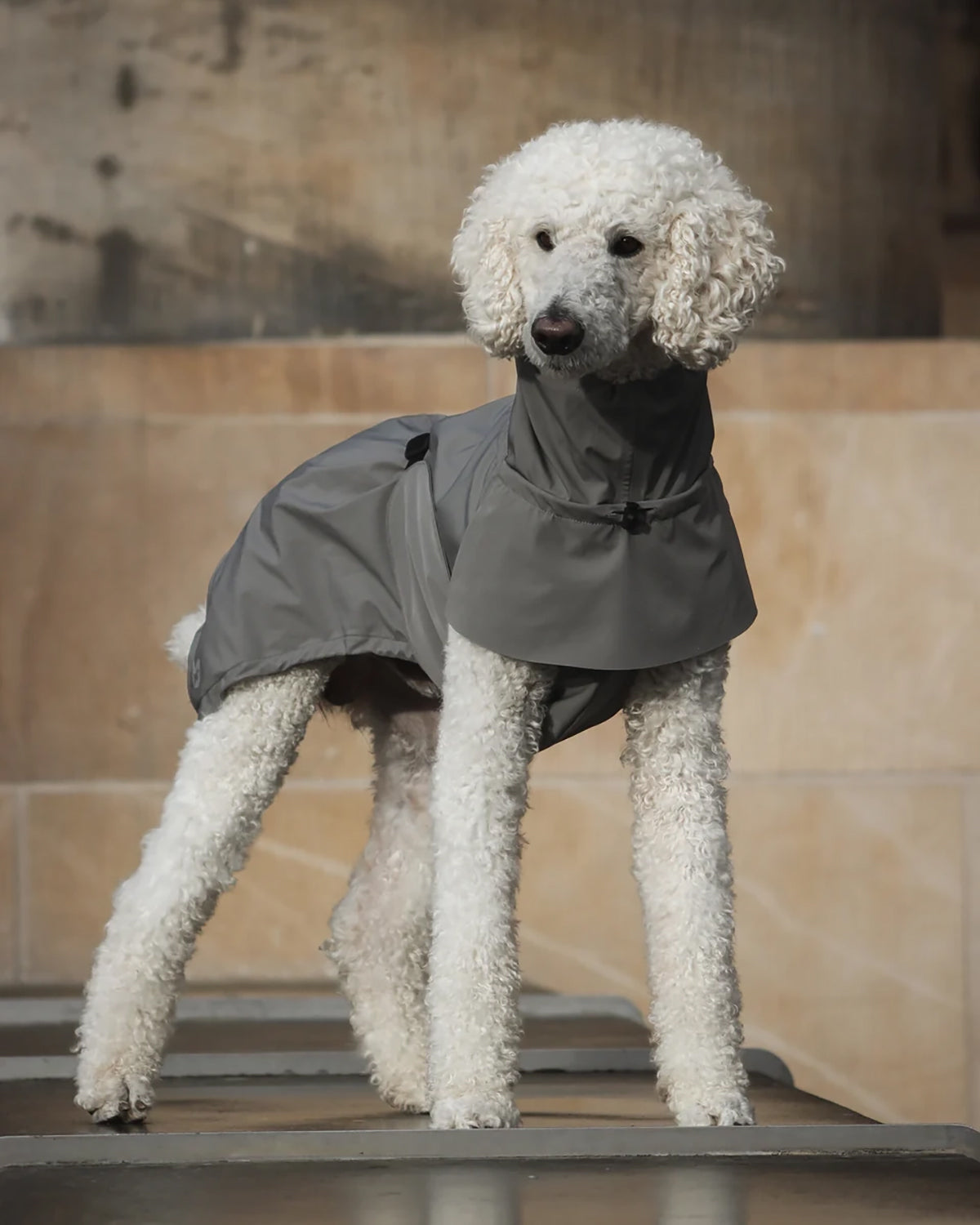 VALENTINA DOG RAINCOAT | מעיל גשם ורוח לכלב