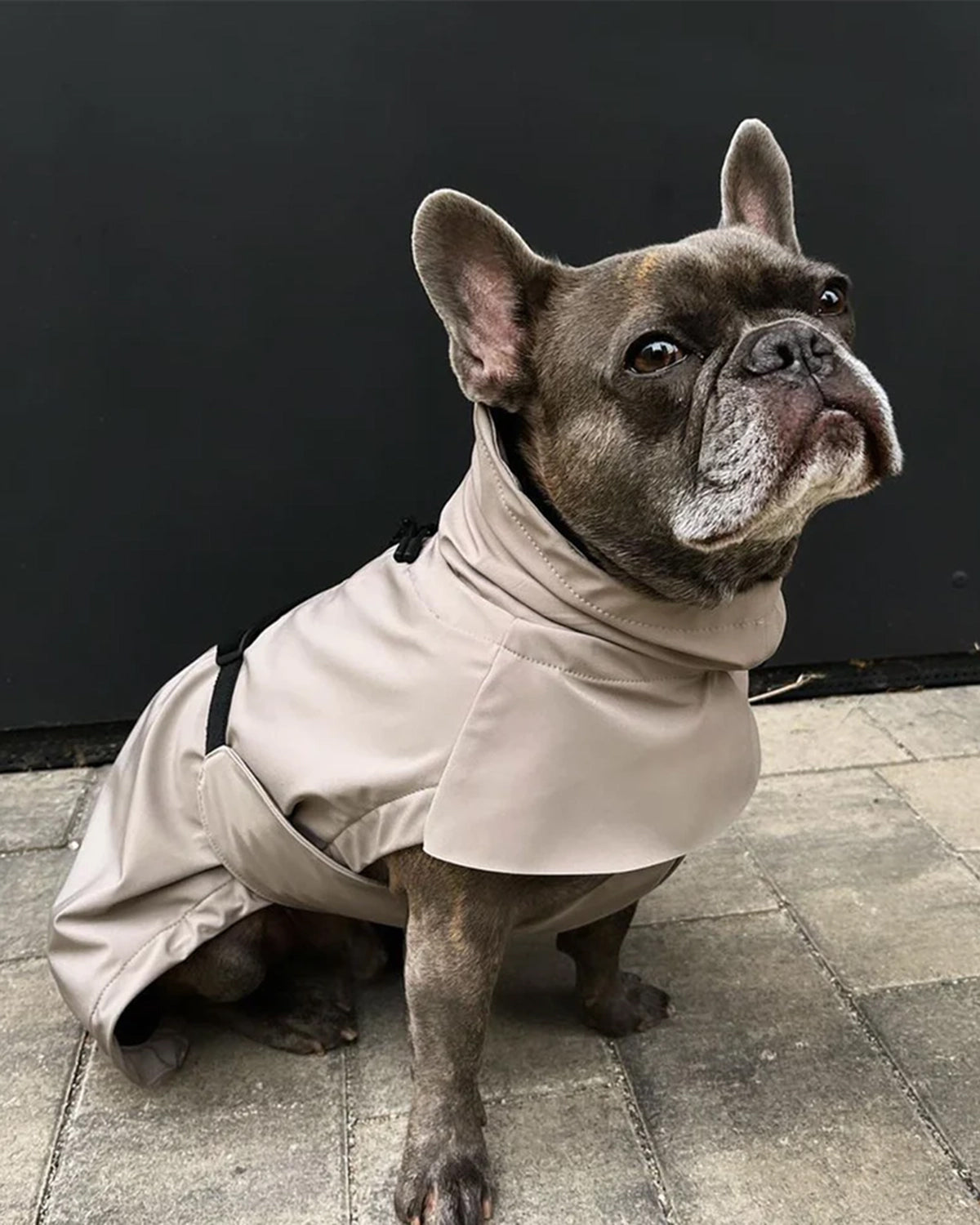 VALENTINA DOG RAINCOAT | מעיל גשם ורוח לכלב