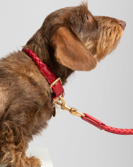 קולר קלוע לכלב מעור נאפה איטלקי | FERDINANDO NAPPA LEATHER COLLAR