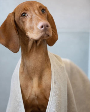 מגבת לכלב מכותנה אורגנית | SECCO DOG TOWELS