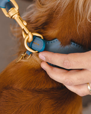 MARIO WIDE LEATHER COLLAR | קולר עור רחב לכלב