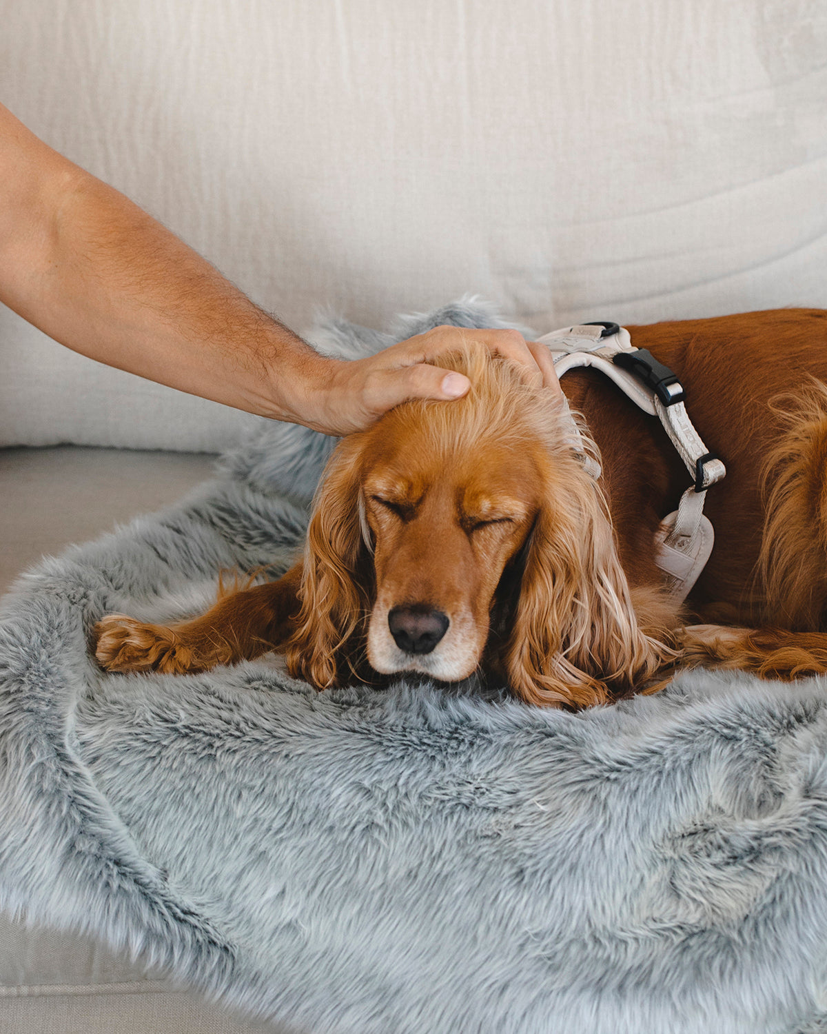 LANA DOG BLANKET | שמיכה לכלב