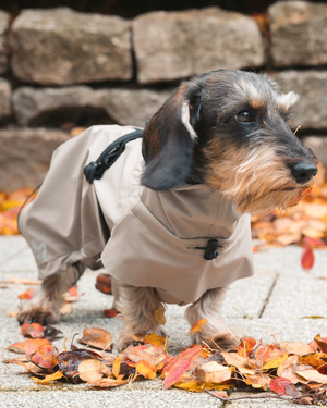 VALENTINA DOG RAINCOAT | מעיל גשם ורוח לכלב