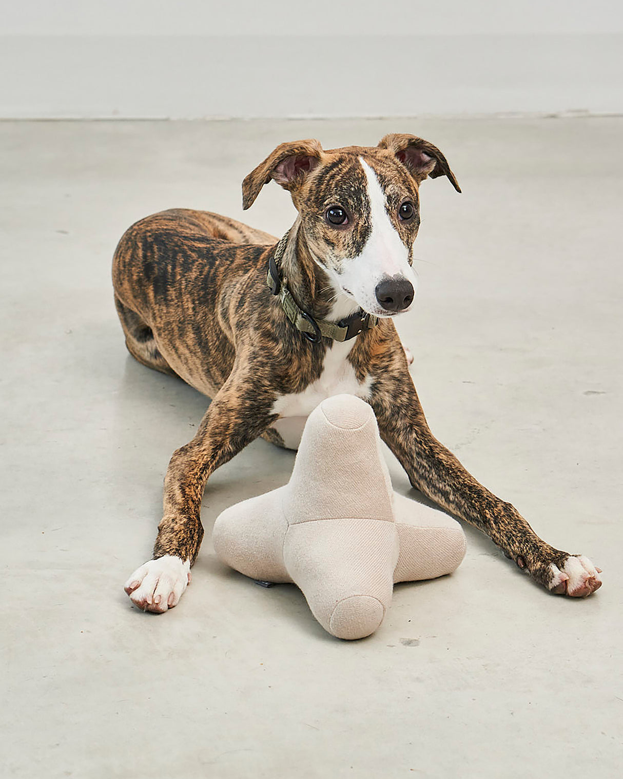 QUATTRO DOG TOY | צעצוע גאומטרי סרוג לכלב