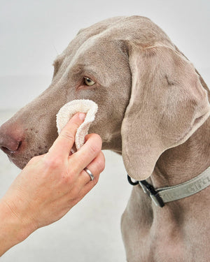 רפידות לניקוי עיניים ואוזניים לכלב | DISCHETTO CLEANSING PADS