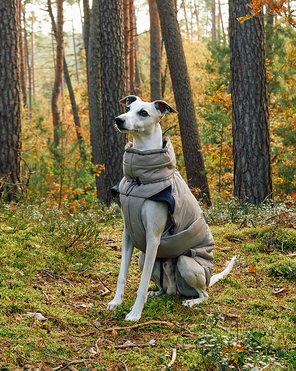 COSIMA DOG WINTER COAT | מעיל חורף לכלב